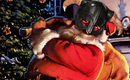 Santa_header_1324681770